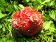 #2: Was f�r Tierchen sind in meinen Erdbeeren?
