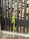 #1: Schlaraffentraube Grosso Arkadia