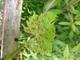 #1: Schlaraffentraube Grosso Frumosa - Was hat die Grosso Frumosa an den Bl�ttern und was l�sst sich dagegen zun?