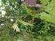 #2: Schlaraffentraube Grosso Frumosa - Was hat die Grosso Frumosa an den Bl�ttern und was l�sst sich dagegen zun?