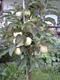 #1: Maloni Lilly