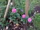 #1: Rose Roseasy� Aramis nach wen benannt?