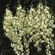 #1: Was muss ich nach dem verbl�hen meiner Yucca tun?