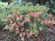 #1: Alpenrose hirsutum