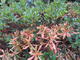 #3: Alpenrose hirsutum