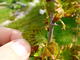 #3: Was haben die Stachelbeeren?