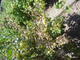 #3: Stachelbeere 'Invicta'
