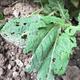 #1: Salvia nemorosa ‚Mainacht‘