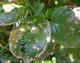 #2: Rosenkrankheit - Bl�tter graue abgestorbene Flecken