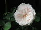 #1: Weit und breit kein Rosa