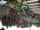 #1: Unfachm�nnischer R�ckschnitt von Thuja Hecke in Breite und H�he 