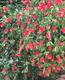 #1: Mediterane Pflanfe aus Portugal