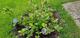 #1: richtige D�ngung Ballhortensie 'Schloss Wackerbarth'