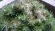 #1: Nadelverf�rbung am Pinus Mugo 'Benjamin' 