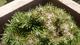 #2: Nadelverf�rbung am Pinus Mugo 'Benjamin' 