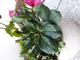 #1: Helleborus im Topf '�bersommern' oder lieber auspflanzen?