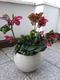 #2: Helleborus im Topf '�bersommern' oder lieber auspflanzen?