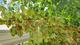 #3: Keine Beeren bei der VIERBEERE 