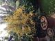 #1: Granatapfelbaum verliert bereits Mitte September die Bl�tter