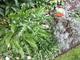 #1: Orientalischer Mohn
