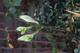 #1: �ffnen sich Taglilien Knospen im Haus?