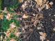 #2: Falsche Sorte erhalten?