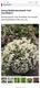 #2: Welche  pflanze