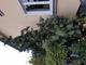 #2: Birnensch�dlich?