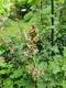 #1: Johannisbeere