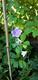 #1: Bl�tenfarbe