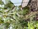 #1: Jungpflanze entsorgen bei Kraut / Braunfl�ule?