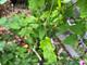 #3: Clematis Hagley Hybrid