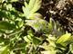 #2: Knautia macedonica