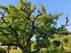 #2: Renovierung alter Pflaumenbaum