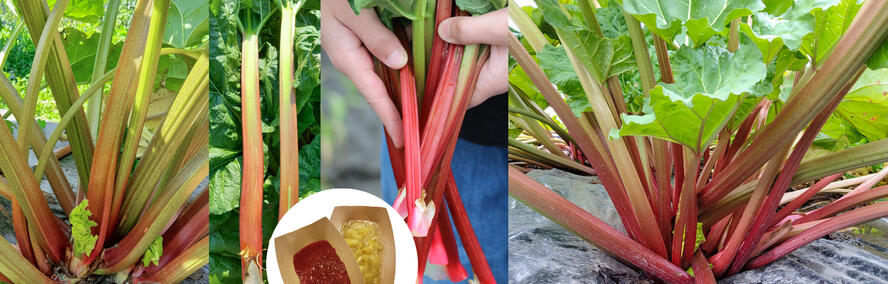 Wochendeal - Quatuor de rhubarbe, frais et fruit�