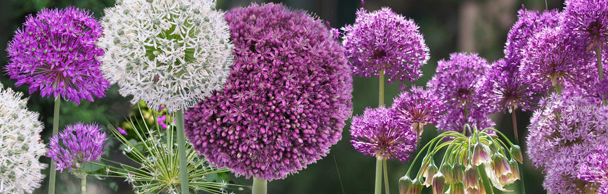 Wochendeal - Des bouquets de fleurs exceptionnels