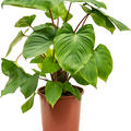  Homalomena rubescens 'Maggy, Busch, im 24cm Topf, H�he 75cm, Breite 45cm