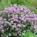 Syringa meyeri Lillifee, Zwergflieder Lillifee