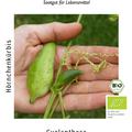 Cyclanthere, H�rnchenk�rbis BIO
