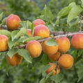 Aprikose, Prunus armeniaca, Sorte Elsa, Fr�chte am Baum