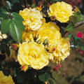 Strauchrose 'Lichtk�nigin Lucia'�