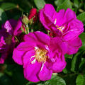 Rose 'Rotes Meer'