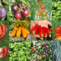 Selbstversorgerset Gem�sebeet Ratatouille Hochbeet