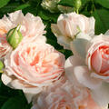 Rose, Garden of Roses, Beetrose