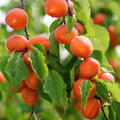 Aprikose, Prunus armeniaca, Sorte Mia, Fr�chte am Baum