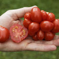 Reisetomate Voyage BIO
