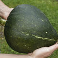 K�rbis Green Jugin BIO