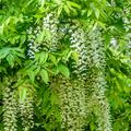 Chinesischer Blauregen 'Alba', Wisteria floribunda