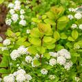 Spiraea betulifolia 'Tor Gold', Birkenbl�ttrige Spiere 