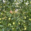 jujube, Ziziphus jujuba, chinesische Dattel, Ziziphus Coco